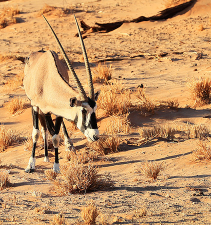 In the desert of Sussusvlei