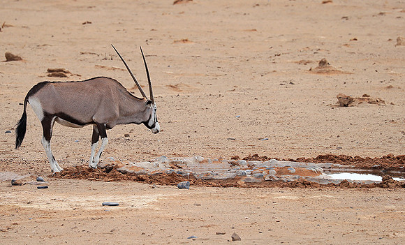 In the desert of Sussusvlei
