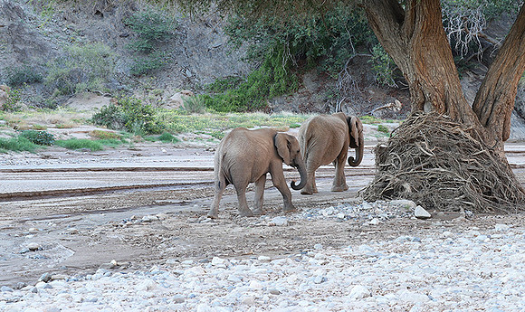 Skeleton coast