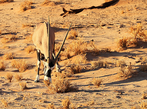 In the desert of Sussusvlei