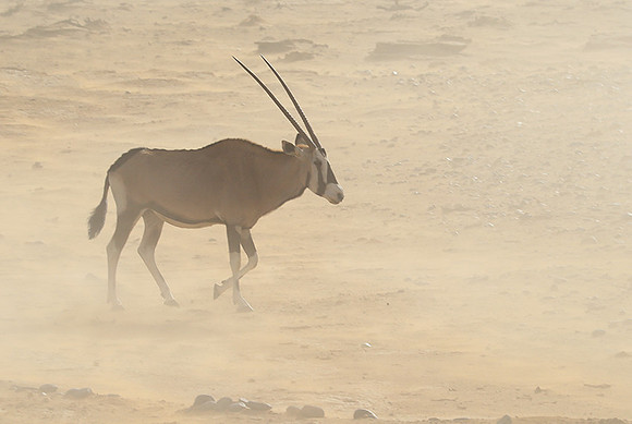 In the desert of Sussusvlei