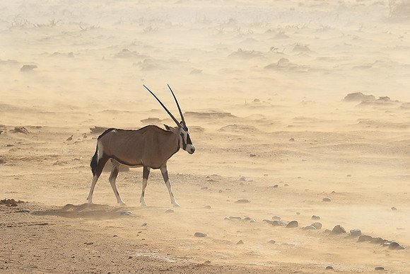 In the desert of Sussusvlei