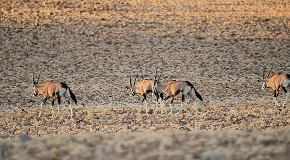 In the desert of Sussusvlei
