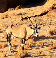 In the desert of Sussusvlei