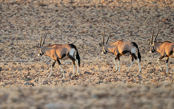 In the desert of Sussusvlei