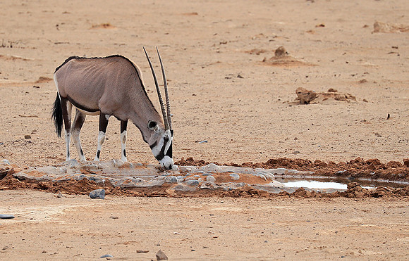 In the desert of Sussusvlei