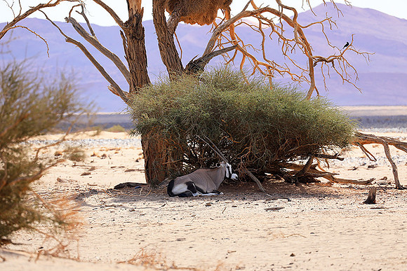In the desert of Sussusvlei