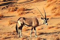 In the desert of Sussusvlei