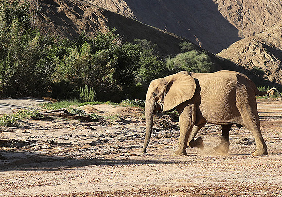 Skeleton coast