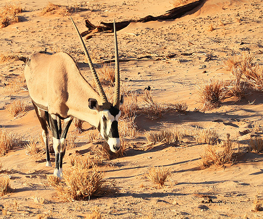 In the desert of Sussusvlei