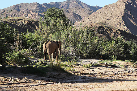 Skeleton coast