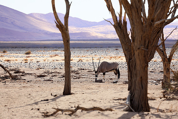 In the desert of Sussusvlei