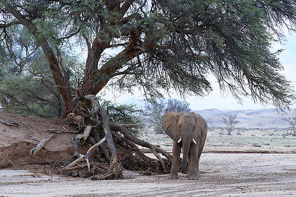 Damaraland