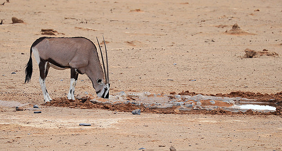 In the desert of Sussusvlei