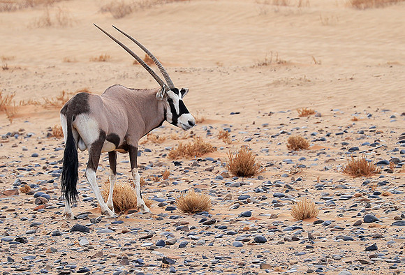 In the desert of Sussusvlei