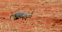 Bat-eared fox at Tswalu Kalahari game reserve