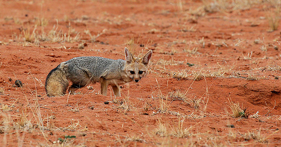 Bat-eared fox at Tswalu Kalahari game reserve