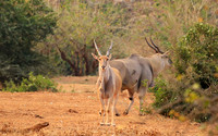 At Kruger NP