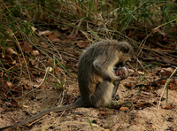 At Mala Mala game reserve