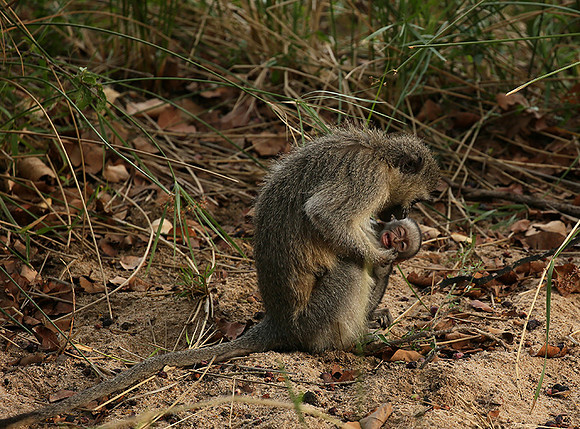 At Mala Mala game reserve