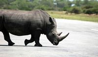 Rhinoceros