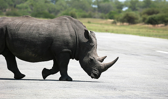 At Mala Mala game reserve