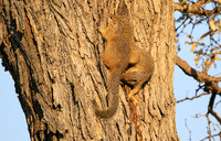 At timbavati