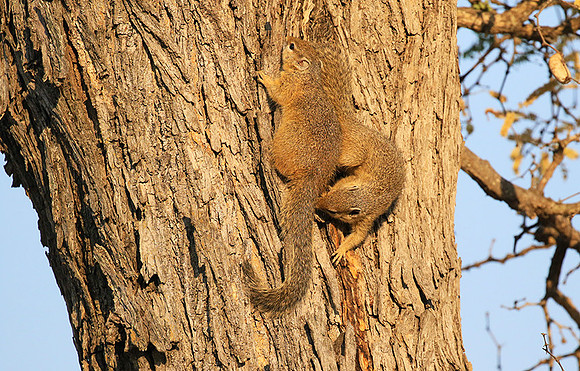 At timbavati