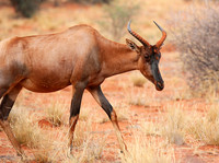 At Tswalu Kalahari private game reserve