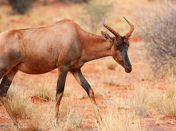 At Tswalu Kalahari private game reserve