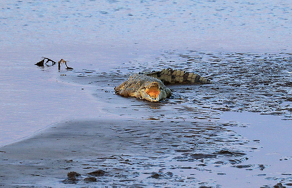 South Luangwa National Park