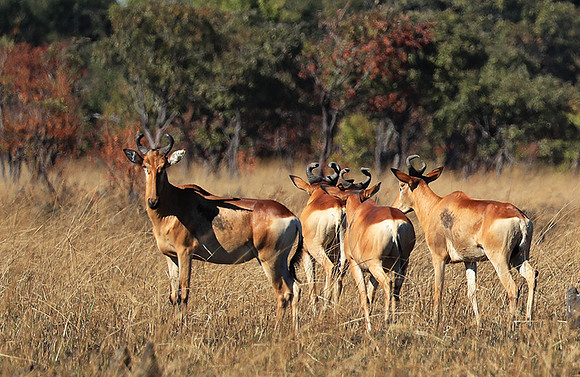 Lichtenstein hartebeest - Kafue NP