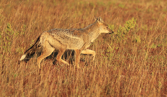 Side-striped jackal - Liuwa Plain NP