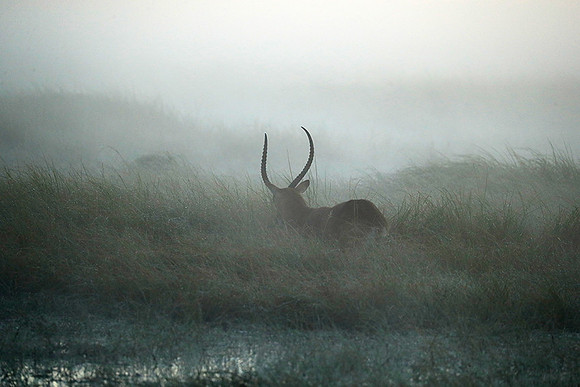 Morning mist in Kafue NP