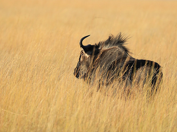 Liuwa Plain NP