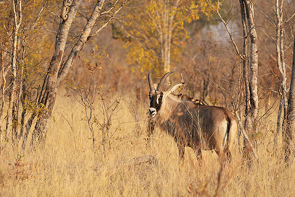 Hwange NP