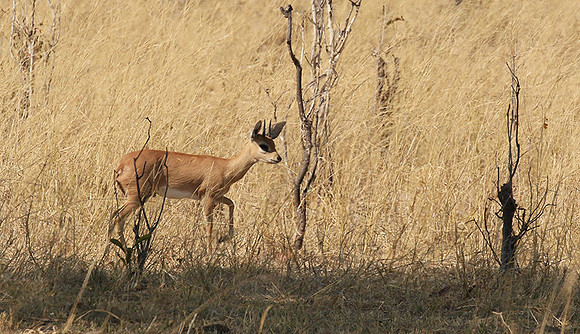 Hwange National Park