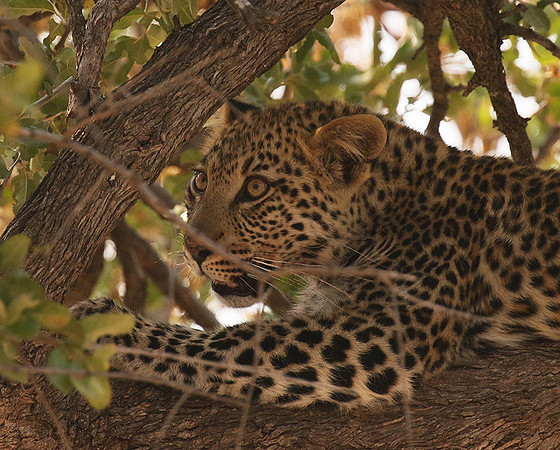 Hwange NP