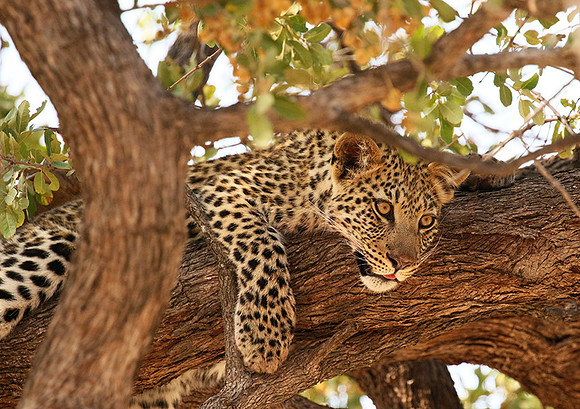 Hwange National Park