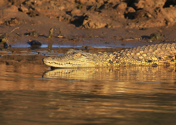 At Malilangwe