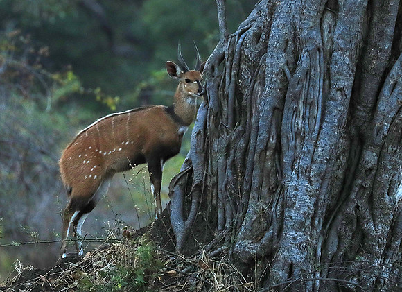 South Luangwa National Park