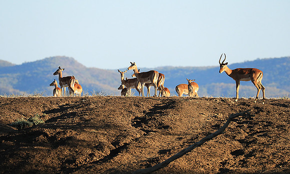 Lower Zambezi NP