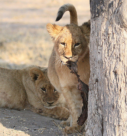Hwange NP