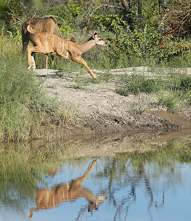 Ongava Game Reserve