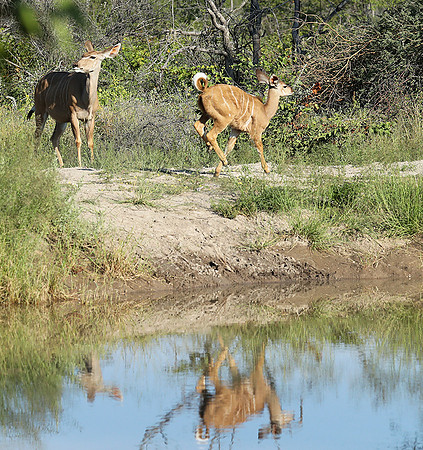 Ongava Game Reserve