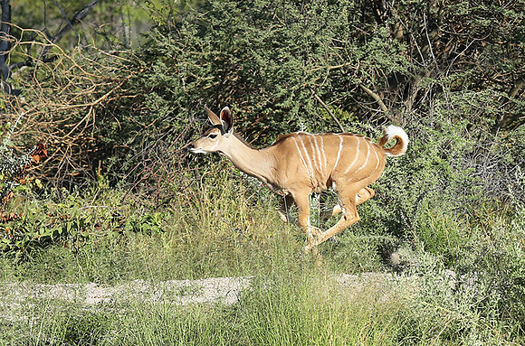 Ongava Game Reserve