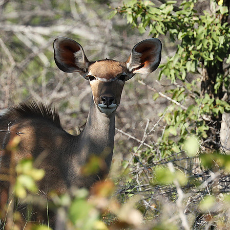 Ongava Game Reserve