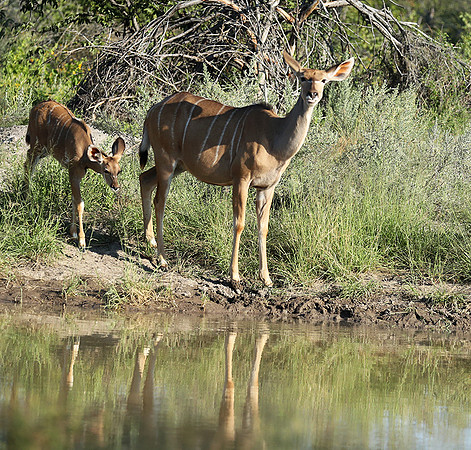 Ongava Game Reserve