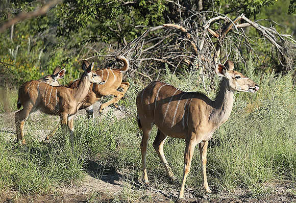 Ongava Game Reserve