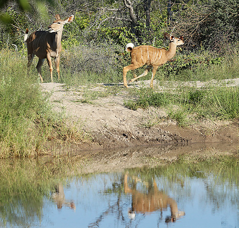 Ongava Game Reserve